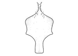   Anthidium utahense  male, diagram showing ventral view of eighth sternum (S8), diagram from Gonzalez and Griswold 2013 
